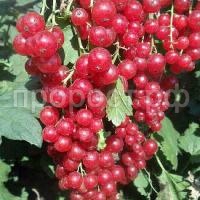 смородина красная уральская красавица