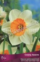 Нарцисс Семпре Аванти Нарцисс Семпре Аванти