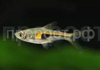 Без названия Без названия