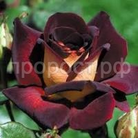 Без названия (1)