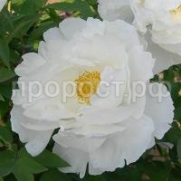 пион сноу вайт