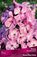 Флокс метельчатый Юник Олд Пинк Флокс метельчатый Юник Олд Пинк
