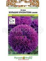 астра большая хризантема синяя