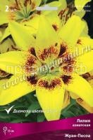 Лилия Азиатская Жуан-Песоа (14-16) 2шт 736061