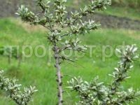 облепиха алей