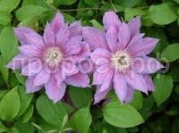 Без названия (1)