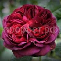 Без названия (1)