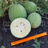 full_belye-rosy full_belye-rosy