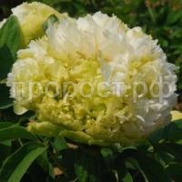 Пион-древовидный-Весенняя-ива