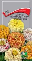 Цинния георгиноцветковая Пеперминт стик Цинния георгиноцветковая Пеперминт стик
