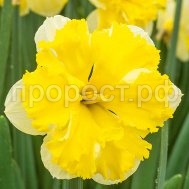 банановый ликер банановый ликер