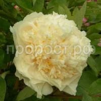 яос еллоу (2)