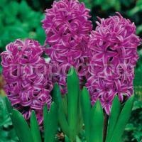 гиацинт пепл сенсейшн гиацинт пепл сенсейшн