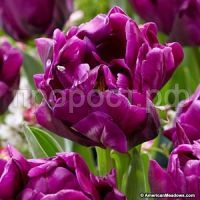 пурпурный пион пурпурный пион