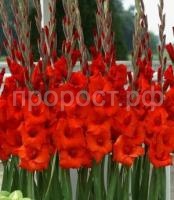 гладиолус масканьи