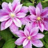 Без названия (1)