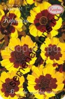 кореопсис летний ветерок