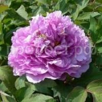 Без названия (1)