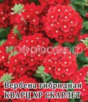 1912209_mini4 1912209_mini4