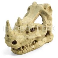 Грот череп носорога Грот череп носорога