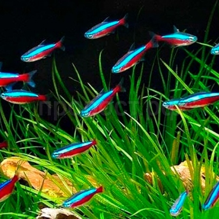 Неон ассорти