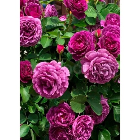  Роза флорибунда  Минерва