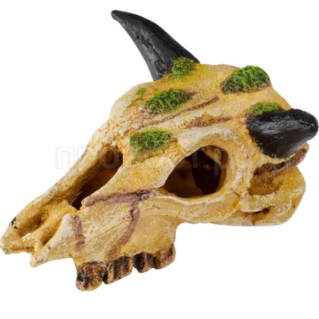 Грот AQUA DELLA Череп буйвола бежево-зелёный XS 12см (Бельгия) 236/463826