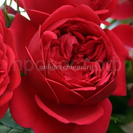 Саженцы Роза флорибунда Аут оф Розенхайм