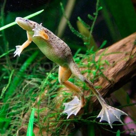 Лягушка карликовая M (Himenochirus boettgeri) 