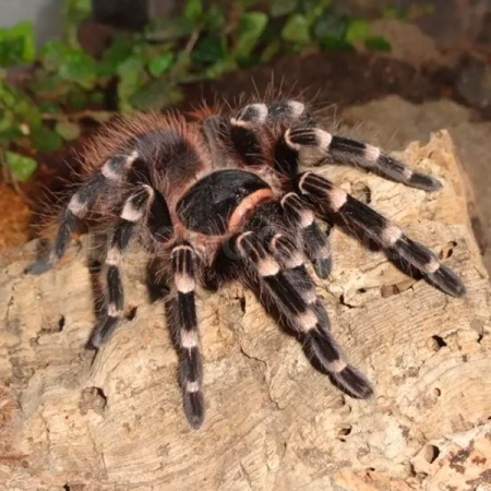 Паук Птицеед 