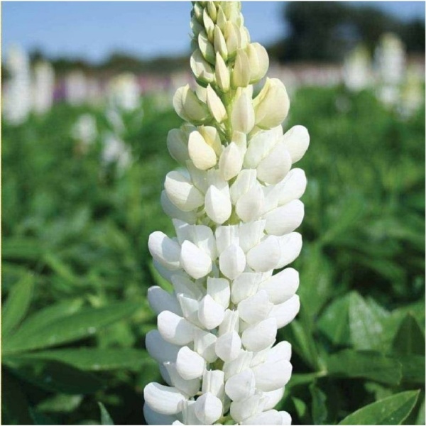 Семена люпина белого 0,5 кг