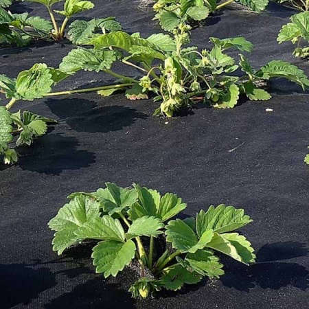 Спанбонд "PROROST" 60мкр (1,6*10м) мульчирующий/5шт/