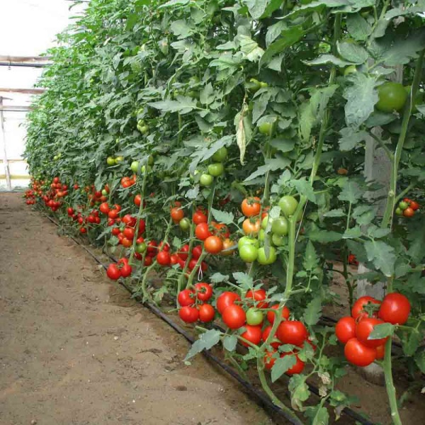 Томат Дар Заволжья 0,2г