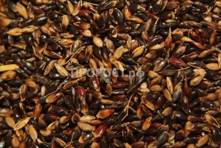 Семена суданская травы 500г